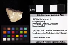 Foto (Objket + Etiketten) von Eodromites grandis (von Meyer, 1857) 